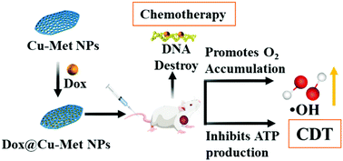 Graphical abstract: Biodegradable copper–metformin nanoscale coordination polymers for enhanced chemo/chemodynamic synergistic therapy by reducing oxygen consumption to promote H2O2 accumulation