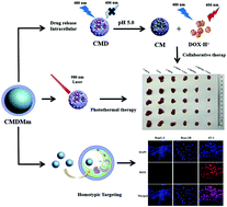 Graphical abstract: Preparation of responsive “dual-lock” nanoparticles and their application in collaborative therapy based on CuS coordination