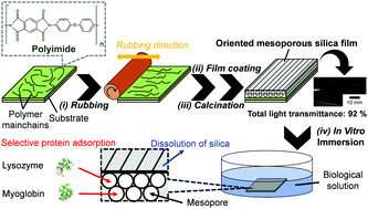 Graphical abstract: Design of oriented mesoporous silica films for guiding protein adsorption states