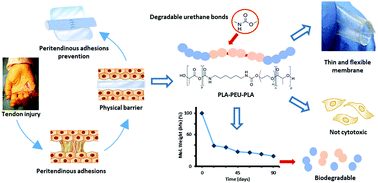 Graphical abstract: Synthesis of PLA–poly(ether urethane)–PLA copolymers and design of biodegradable anti-adhesive membranes for orthopaedic applications