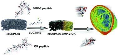 Graphical abstract: Nanohydroxyapatite/polyamide 66 crosslinked with QK and BMP-2-derived peptide prevented femur nonunion in rats