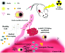 Graphical abstract: Iron oxide and gold bimetallic radiosensitizers for synchronous tumor chemoradiation therapy in 4T1 breast cancer murine model