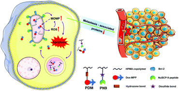 Graphical abstract: Combination of mitochondria targeting doxorubicin with Bcl-2 function-converting peptide NuBCP-9 for synergistic breast cancer metastasis inhibition