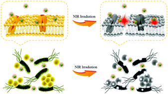 Graphical abstract: A light-activated nanotherapeutic with broad-spectrum bacterial recognition to eliminate drug-resistant pathogens