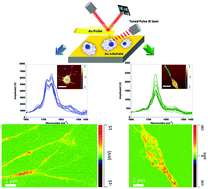 Graphical abstract: AFM-IR probing the influence of polarization on the expression of proteins within single macrophages