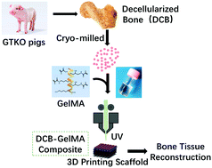 Graphical abstract: Hydrogel composite scaffolds with an attenuated immunogenicity component for bone tissue engineering applications