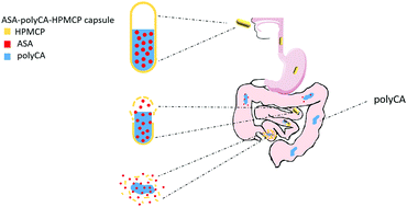 Graphical abstract: A novel cyanoacrylate-based matrix excipient in HPMCP capsules forms a sustained intestinal delivery system for orally administered drugs with enhanced absorption efficiency