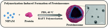 Graphical abstract: Polymerization-induced proteinosome formation
