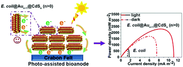 Graphical abstract: Layer-by-layer assembly of Au and CdS nanoparticles on the surface of bacterial cells for photo-assisted bioanodes in microbial fuel cells