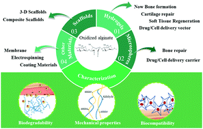 Graphical abstract: Applications of oxidized alginate in regenerative medicine