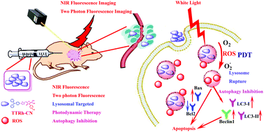Graphical abstract: A lysosomal targeted NIR photosensitizer for photodynamic therapy and two-photon fluorescence imaging