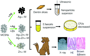 Graphical abstract: Ca–Si mesoporous nanoparticles with the optimal Ag–Zn ratio inhibit the Enterococcus faecalis infection of teeth through dentinal tubule infiltration: an in vitro and in vivo study