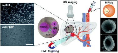 Graphical abstract: Ultrasound-visualized, site-specific vascular embolization using magnetic protein microcapsules