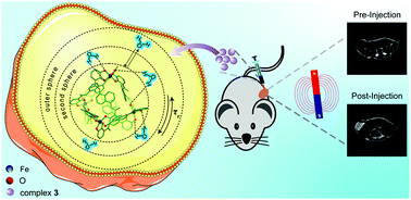 Graphical abstract: A class of water-soluble Fe(iii) coordination complexes as T1-weighted MRI contrast agents