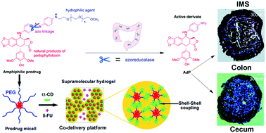 Graphical abstract: A colon-targeted podophyllotoxin nanoprodrug: synthesis, characterization, and supramolecular hydrogel formation for the drug combination