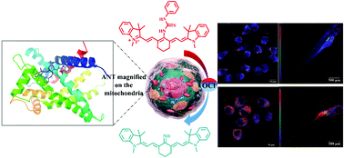 Graphical abstract: Synthesis, molecular docking calculation, fluorescence and bioimaging of mitochondria-targeted ratiometric fluorescent probes for sensing hypochlorite in vivo
