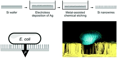 Graphical abstract: Assessing the impact of silicon nanowires on bacterial transformation and viability of Escherichia coli