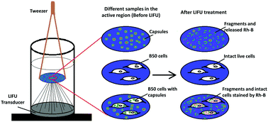 Graphical abstract: Low intensity focused ultrasound responsive microcapsules for non-ablative ultrafast intracellular release of small molecules