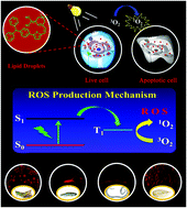 Graphical abstract: Tunable NIR AIE-active optical materials for lipid droplet imaging in typical model organisms and photodynamic therapy