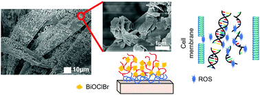 Graphical abstract: BiOClBr-coated fabrics with enhanced antimicrobial properties under ambient light