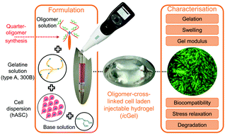 Graphical abstract: Injectable oligomer-cross-linked gelatine hydrogels via anhydride–amine-conjugation