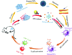 Graphical abstract: Nanoparticle-mediated tumor vaccines for personalized therapy: preparing tumor antigens in vivo or ex vivo?