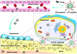 Graphical abstract: An oligopeptide/aptamer-conjugated dendrimer-based nanocarrier for dual-targeting delivery to bone