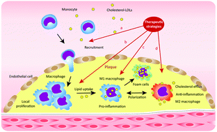 Graphical abstract: Targeting macrophages using nanoparticles: a potential therapeutic strategy for atherosclerosis
