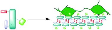 Graphical abstract: Self-assembly of trifunctional tripeptides to form neural scaffolds