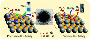 Graphical abstract: Designing ultrafine PdCo alloys in mesoporous silica nanospheres with peroxidase-like activity and catalase-like activity