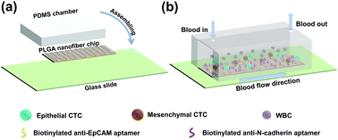 Graphical abstract: A PLGA nanofiber microfluidic device for highly efficient isolation and release of different phenotypic circulating tumor cells based on dual aptamers