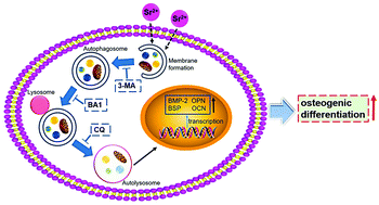 Graphical abstract: Enhancement of osteoporotic bone regeneration by strontium-substituted 45S5 bioglass via time-dependent modulation of autophagy and the Akt/mTOR signaling pathway