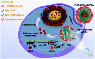 Graphical abstract: ROS-Responsive and active targeted drug delivery based on conjugated polymer nanoparticles for synergistic chemo-/photodynamic therapy