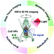 Graphical abstract: Intravital NIR-II three-dimensional photoacoustic imaging of biomineralized copper sulfide nanoprobes