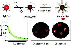 Graphical abstract: Phospholipid-stabilized CuxAg1−xInSe2 nanocrystals as luminophores: fabrication, optical properties, and biological application