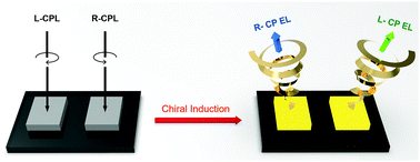Graphical abstract: Induction of circularly polarized electroluminescence from achiral poly(fluorene-alt-benzothiadiazole) by circularly polarized light