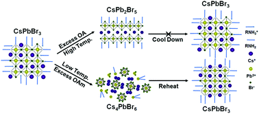 Graphical abstract: How organic ligands affect the phase transition and fluorescent stability of perovskite nanocrystals