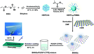 Graphical abstract: The improved interfacial polarization in a poly(vinylidene fluoride-co-chlorotrifluoroethylene) composite with hyperbranched polyethylene-graft-poly(methyl methacrylate) modified boron nitride nanosheets