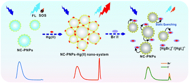 Graphical abstract: A ratiometric optical strategy for bromide and iodide ion sensing based on target-induced competitive coordination of a metal–organic nanosystem