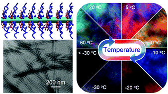 Graphical abstract: The conversion of nanocellulose into solvent-free nanoscale liquid crystals by attaching long side-arms for multi-responsive optical materials