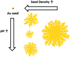Graphical abstract: Morphology control of SERS-active 2D gold nanosnowflakes