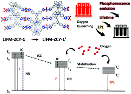Graphical abstract: A long persistent phosphorescent metal–organic framework for multi-level sensing of oxygen