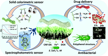 Graphical abstract: A biocompatible cellulose-nanofiber-based multifunctional material for Fe3+ detection and drug delivery