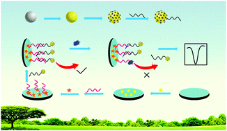 Graphical abstract: A NiCo2S4@N/S–CeO2 composite as an electrocatalytic signal amplification label for aptasensing