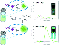 Graphical abstract: Förster resonance energy transfer in fluorophore labeled poly(2-ethyl-2-oxazoline)s