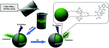 Graphical abstract: An efficient and stable fluorescent sensor based on APTES-functionalized CsPbBr3 perovskite quantum dots for ultrasensitive tetracycline detection in ethanol