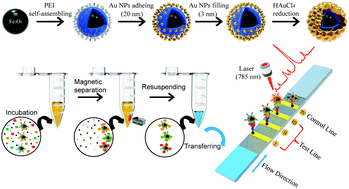 Graphical abstract: Synthesis of raspberry-like nanogapped Fe3O4@Au nanocomposites for SERS-based lateral flow detection of multiple tumor biomarkers