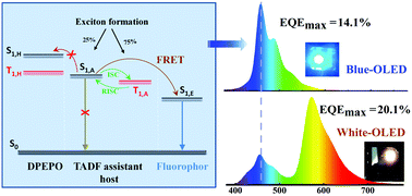 Graphical abstract: High efficiency blue and color-stable hybrid warm white organic light-emitting diodes based on a thermally activated delayed fluorescent material as an assistant host