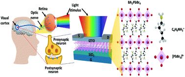 Graphical abstract: 2D layered metal-halide perovskite/oxide semiconductor-based broadband optoelectronic synaptic transistors with long-term visual memory
