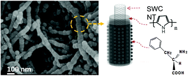 Graphical abstract: Highly sensitive single-walled carbon nanotube/polypyrrole/phenylalanine core–shell nanorods for ammonia gas sensing